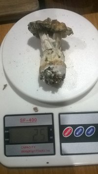 WP_20170516_013.jpg