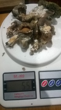 WP_20170516_016.jpg