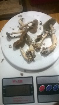 WP_20170516_017.jpg