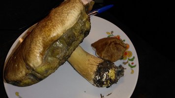boletus edulis 16 de maio.jpeg