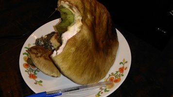 boletus edulis 16 de maio - 2.jpeg