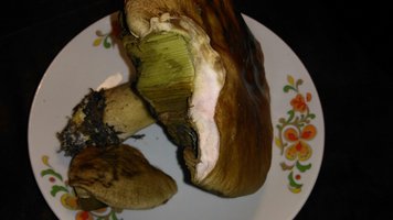 boletus edulis 16 de maio - 3.jpeg