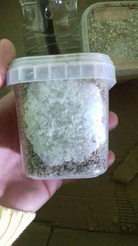 bolo 2 foto 2.jpg