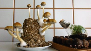 DSCF3538.JPG