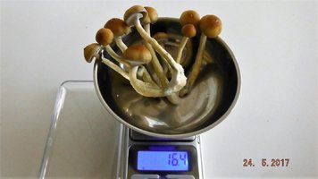 DSCF3542.JPG