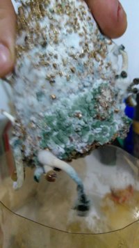 IMG_20170530_183311424.jpg