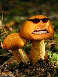 Jack-Shroom--45641.jpg