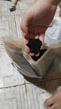 po de coco 01.jpg