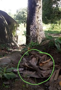 IMG_20180530_133937_328-1.jpg