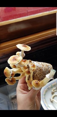 Screenshot_20180601-115630_Gallery.jpg