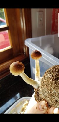 Screenshot_20180601-115643_Gallery.jpg