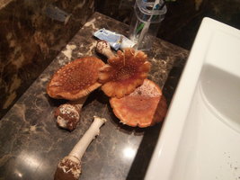 IMG-20170619-WA0030.jpeg