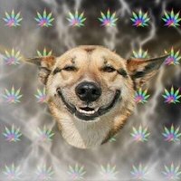 cão.jpg