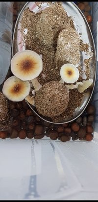 Screenshot_20180625-144916_Gallery.jpg