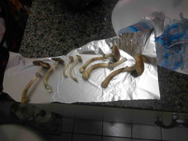 Flush.jpg