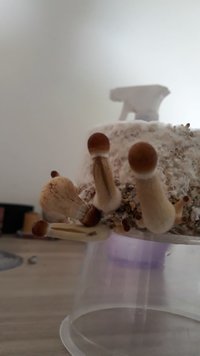 IMG-20180805-WA0006.jpg