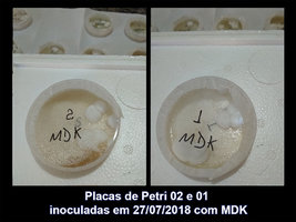 IMG_20180810_133632_02-01_Placas-de-Petri-inoculadas-em-27-07-2018-com-MDK.jpg
