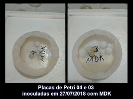 IMG_20180810_133823_04-03_Placas-de-Petri-inoculadas-em-27-07-2018-com-MDK.jpg