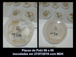 IMG_20180810_133841_06-05_Placas-de-Petri-inoculadas-em-27-07-2018-com-MDK.jpg