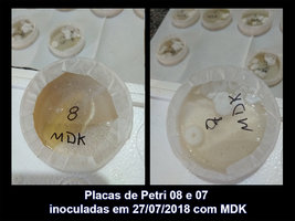IMG_20180810_133954_08-07_Placas-de-Petri-inoculadas-em-27-07-2018-com-MDK.jpg