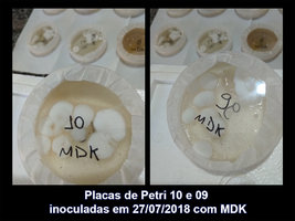 IMG_20180810_134016_10-09_Placas-de-Petri-inoculadas-em-27-07-2018-com-MDK.jpg