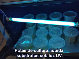 IMG_20180810_140207_Potes-de-cultura-liquida-e-substratos-sob-luz-UV.jpg