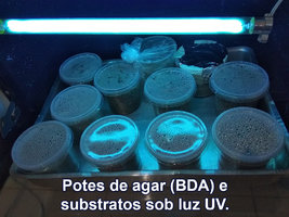 IMG_20180810_135647_Potes-de-agar-(BDA)-e-substratos-sob-luz-UV.jpg