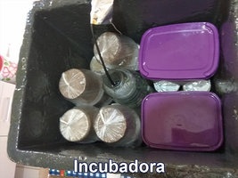 IMG_20180813_115417_incubadora+potes-sorvete.jpg