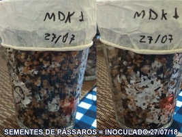 SEMENTES-DE-PÁSSAROS_01.jpg