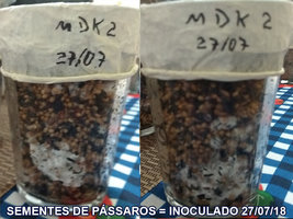 SEMENTES-DE-PÁSSAROS_02.jpg