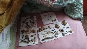 IMG_20180904_111041.jpg