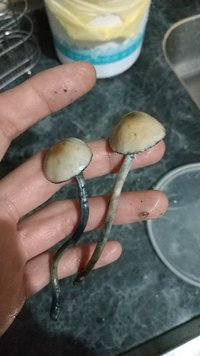 IMG_20180903_174309.jpg