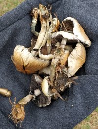 IMG_20180904_151437.jpg