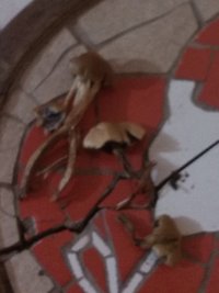 IMG_20180911_182754.jpg