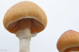 1flush cambo 13.09.18-2.jpg