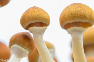 1flush cambo 13.09.18-3.jpg