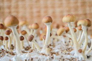 1flush cambo 13.09.18-5.jpg