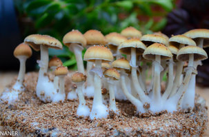 DSC_9485.jpg