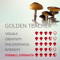 magicmushrooms-growbox-psilocybe-cubensis-golden-teacher.jpg