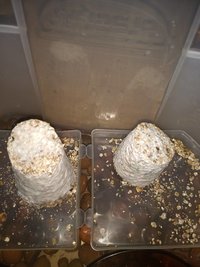IMG_20181209_211327916.jpg