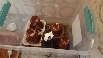 1 (3).jpg