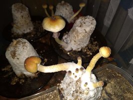 IMG_20181221_204511096.jpg