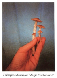 Psychedelic Shamanism -  Jim DeKorne