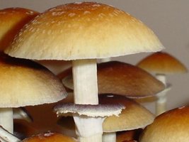 psilocybe-cubensis.jpg