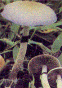 ausers.lycaeum.org__cynase_cubensis_psc.gif