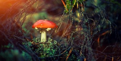 Cogumelos mágicos não estão ligados a problemas de saúde mental.