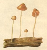 awww.imaginaria.org_images_wasson_conocybe.jpg