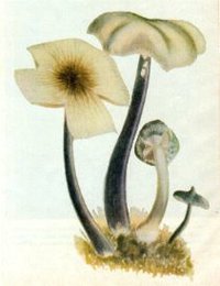 awww.imaginaria.org_images_wasson_cubensis.jpg