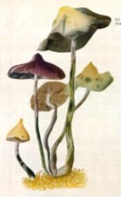 awww.imaginaria.org_images_wasson_zapatec.jpg