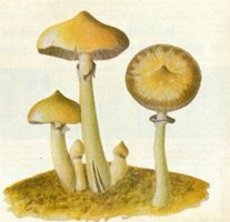 awww.imaginaria.org_images_wasson_caerules.jpg
